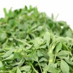 Alfalfa