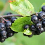 Aronia forte