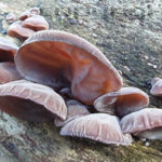 Auricularia Pilz