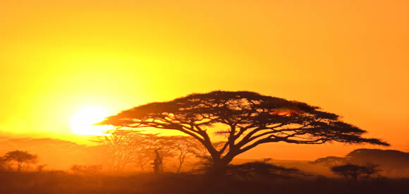 banner_afrika banner_afrika
