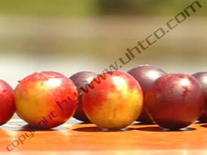 Camu Camu