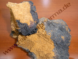 Chaga Pilz