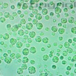 Chlorella