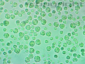 Chlorella