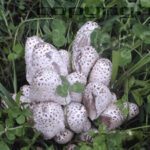 Coprinus Pilz