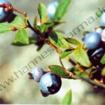 Heidelbeeren