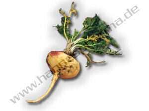 MACA