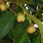 Mangosteen