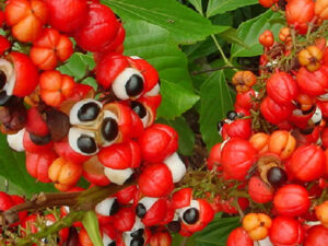 Guarana