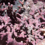 Lithothamnium Alge