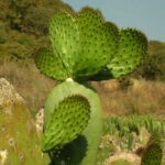 Opuntia
