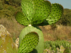 Opuntia
