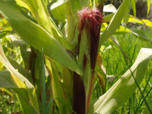 Purple Corn