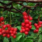 Schisandra