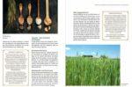 Kochen mit regionalem Urgetreide – Bild 3