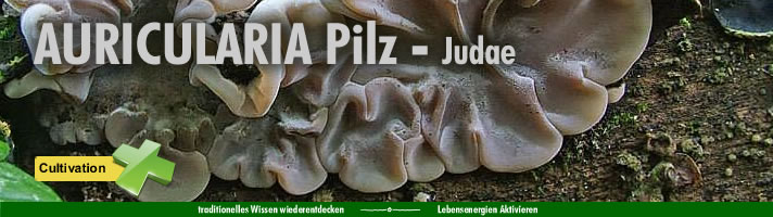 head_auricularia head_auricularia