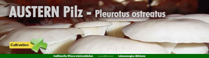 head_austernpilz head_austernpilz